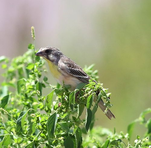 Lemon-breasted canary